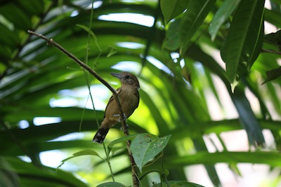 Black-crowned/Western-slaty Antshrike (female)